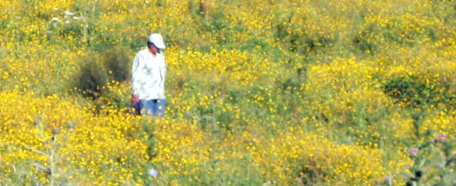 Hombre recorre prado de flores